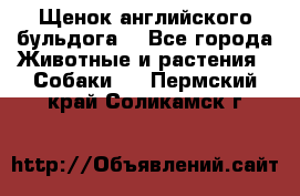 Щенок английского бульдога  - Все города Животные и растения » Собаки   . Пермский край,Соликамск г.